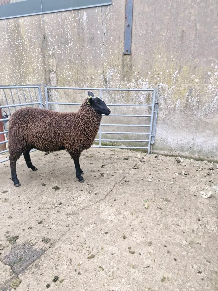 Ewe lamb - Image 3