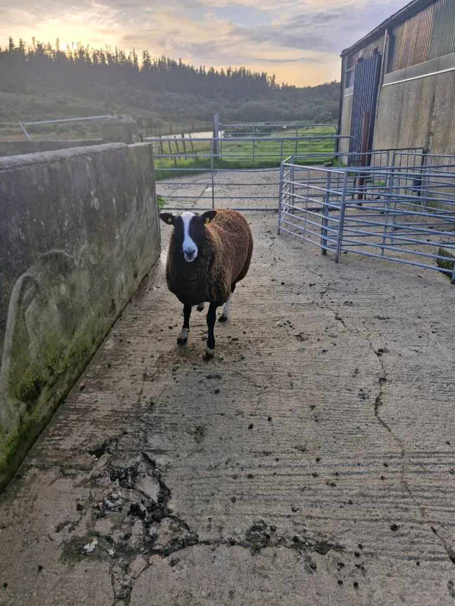 PB RAM & Ewe lamb - Image 2