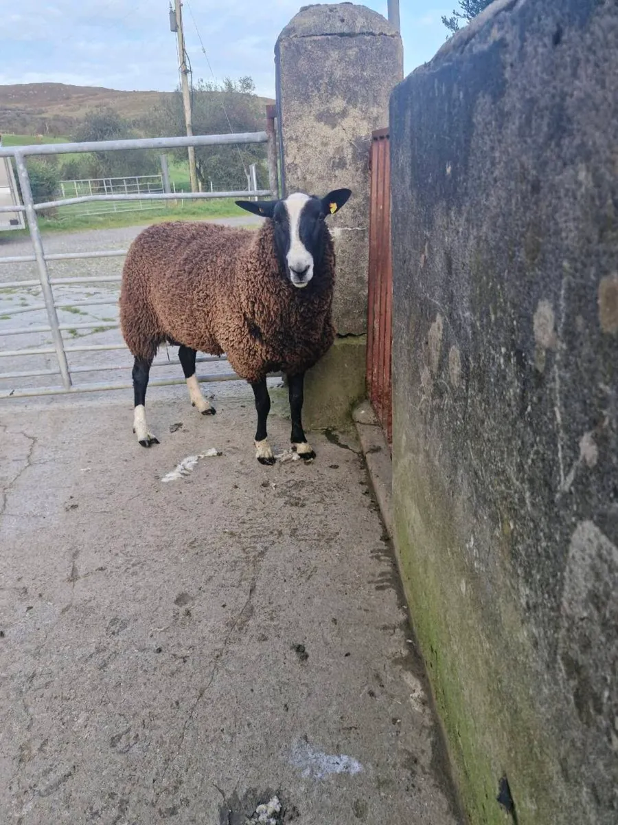 PB RAM & Ewe lamb - Image 3