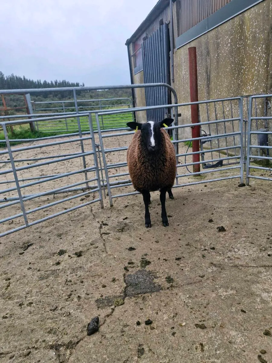 PB RAM & Ewe lamb - Image 4