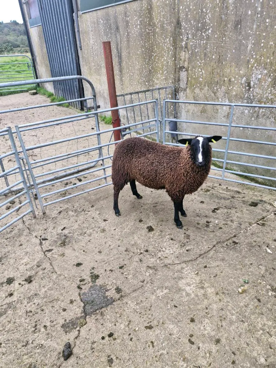 Ewe lamb - Image 2