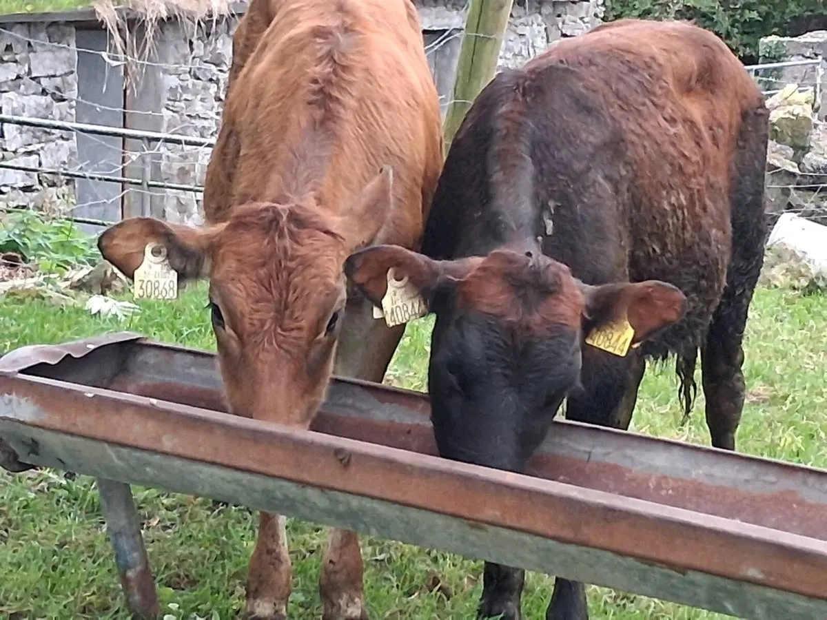 2 Limousin Weanling Heifers - Image 2
