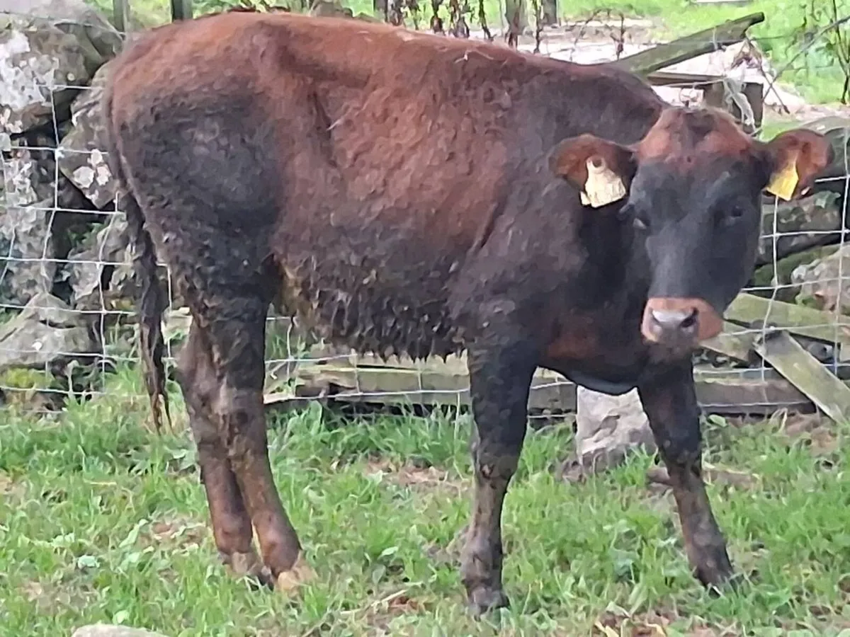 2 Limousin Weanling Heifers - Image 3