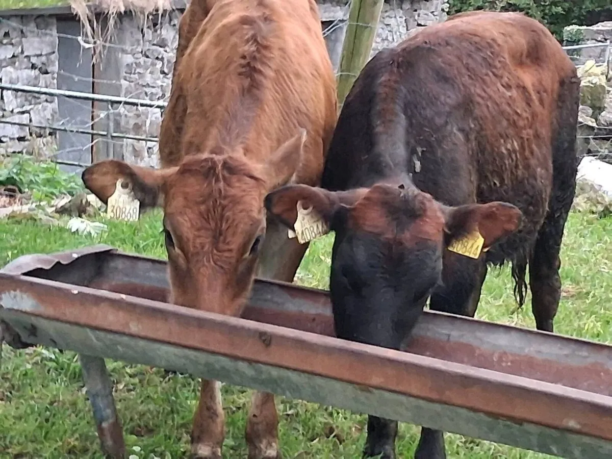 2 Limousin Weanling Heifers - Image 4
