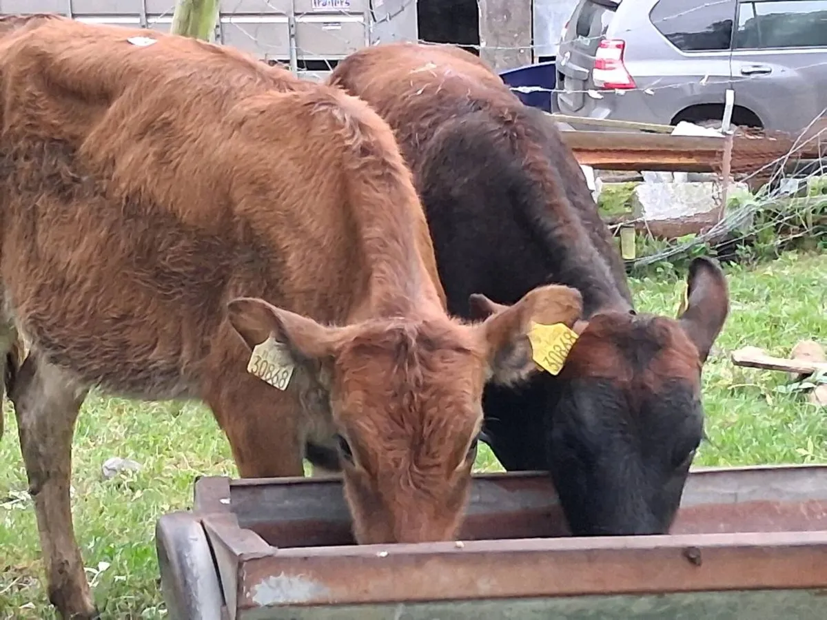 2 Limousin Weanling Heifers - Image 1