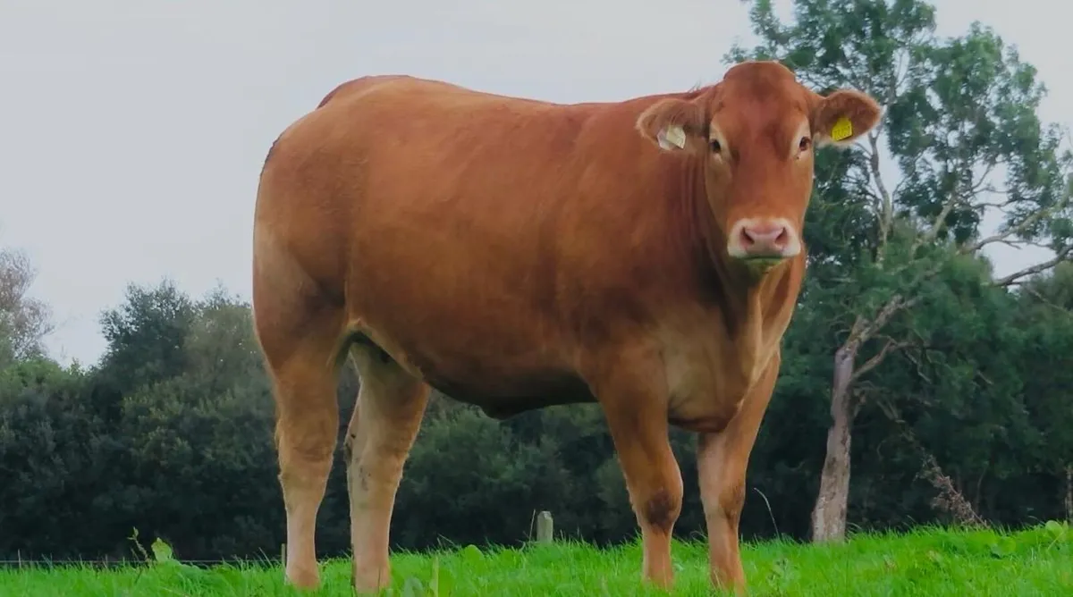 Incalf Heifer sale 3rd October 2026 Balla Mart - Image 1
