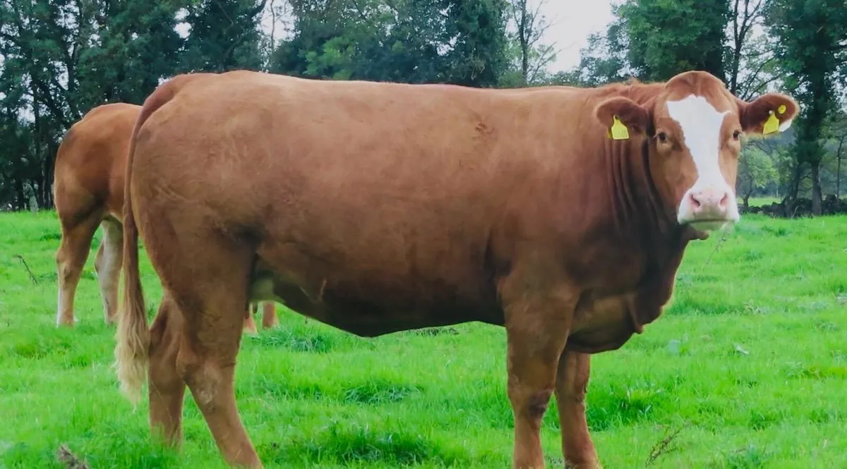 Incalf Heifer sale 3rd October 2026 Balla Mart - Image 4