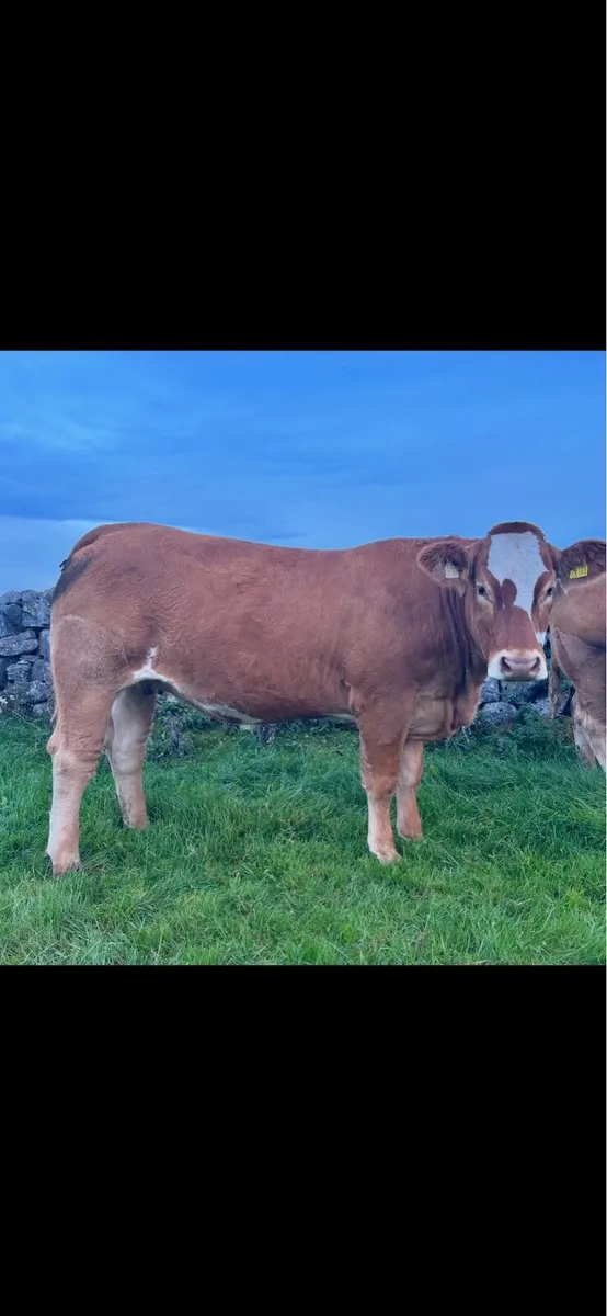 Incalf Heifer sale 3rd October 2026 Balla Mart - Image 2