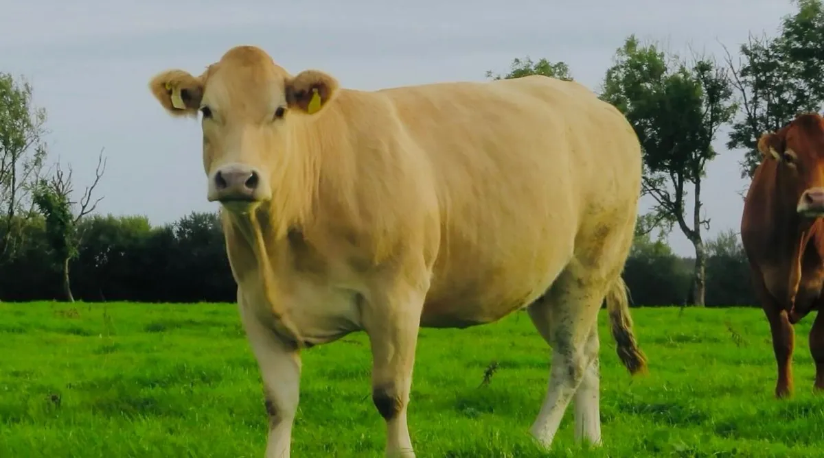 Incalf Heifer sale 3rd October 2026 Balla Mart - Image 3