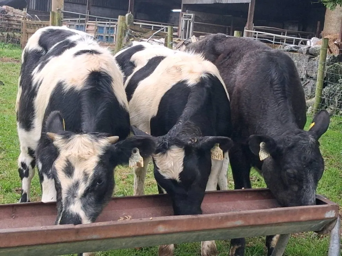 3 Belgian Blue Weanling Heifers - Image 1