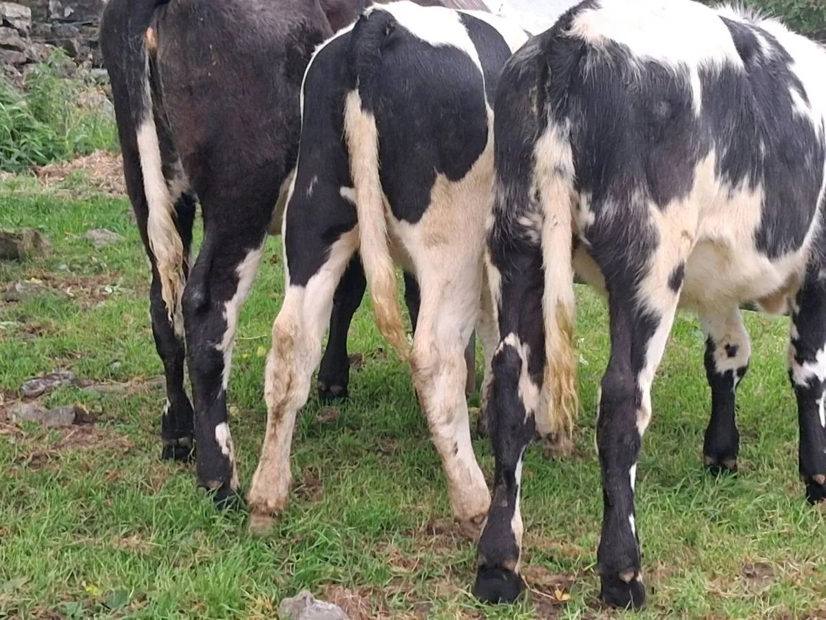 3 Belgian Blue Weanling Heifers - Image 2