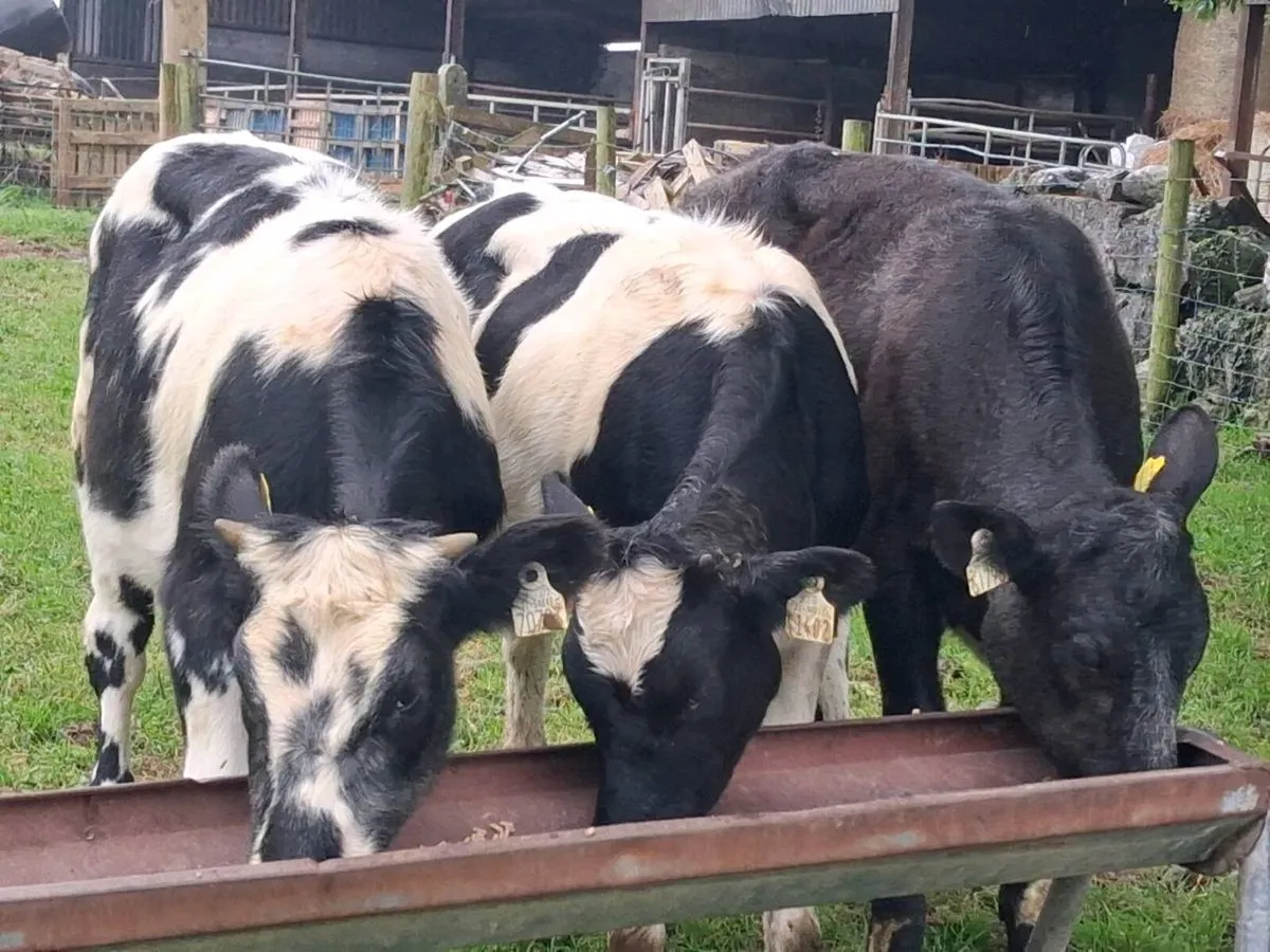 3 Belgian Blue Weanling Heifers - Image 3