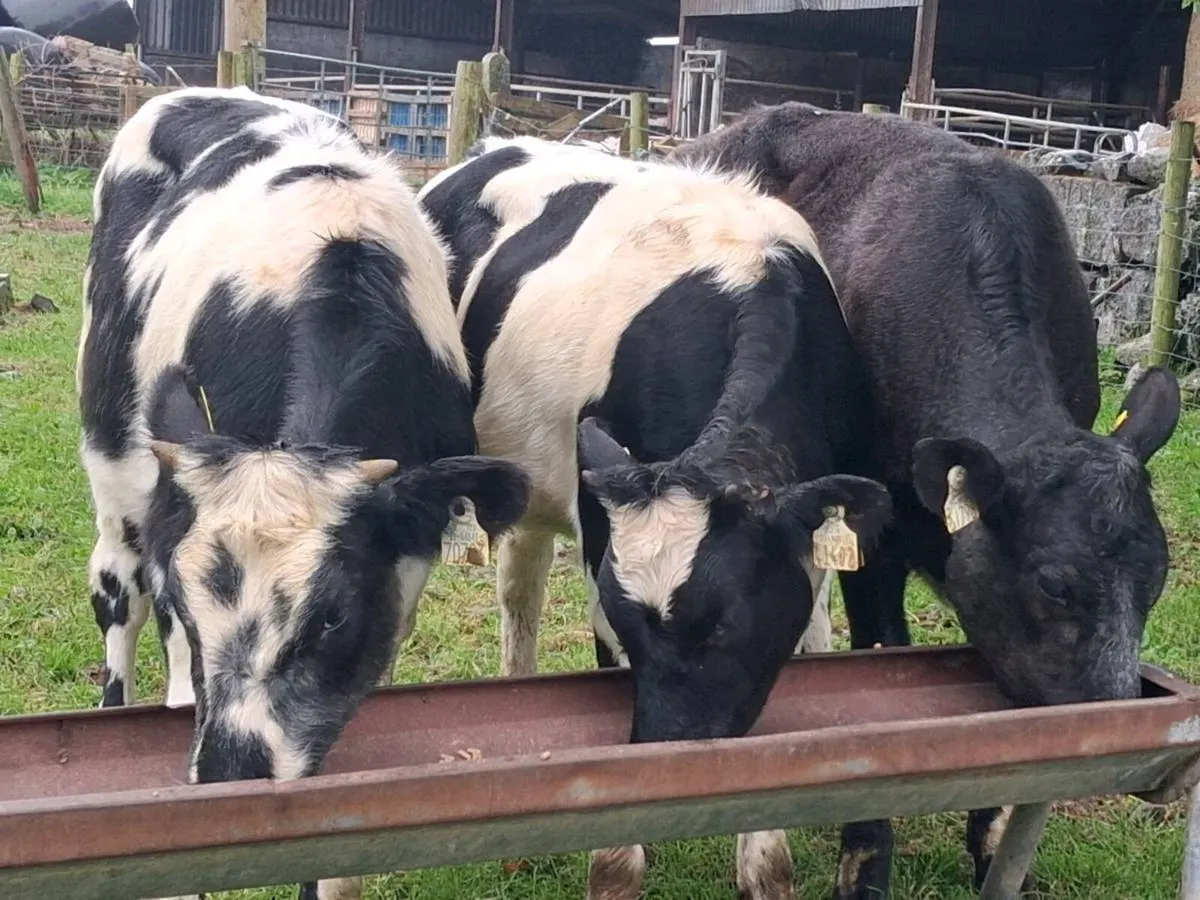 3 Belgian Blue Weanling Heifers - Image 4