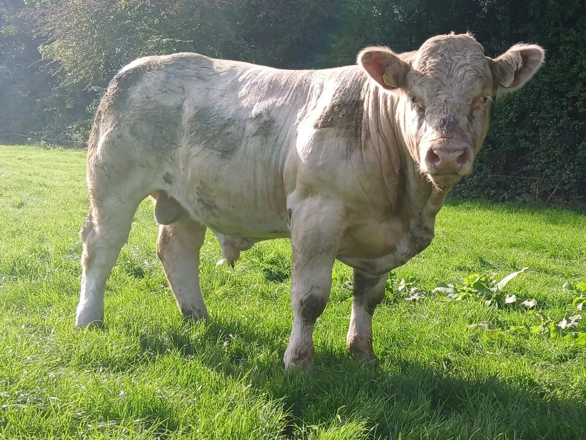 Charolais Bulls - Image 2
