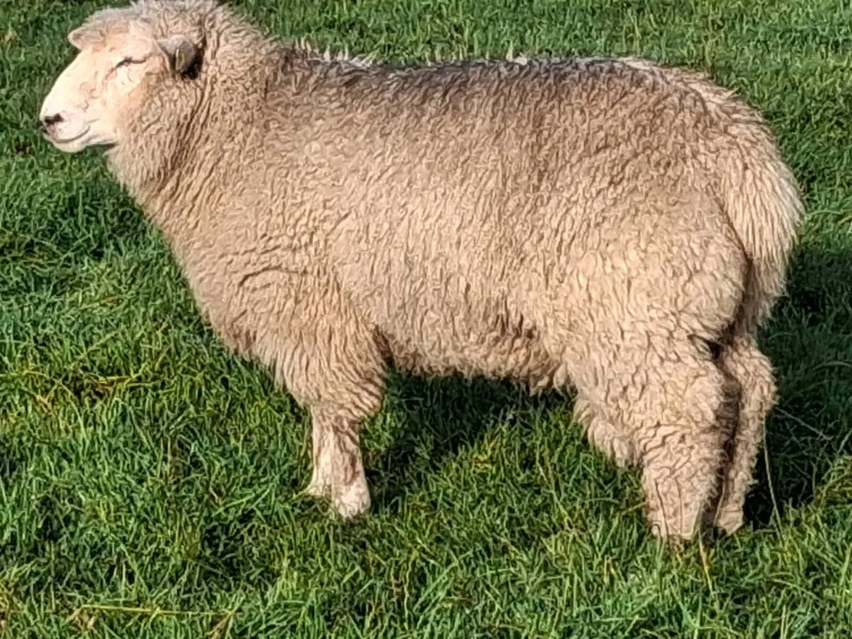 PBR 5⭐️ Galway Ram Lambs - Image 2