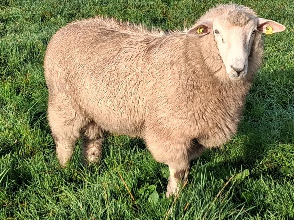 PBR 5⭐️ Galway Ram Lambs - Image 3