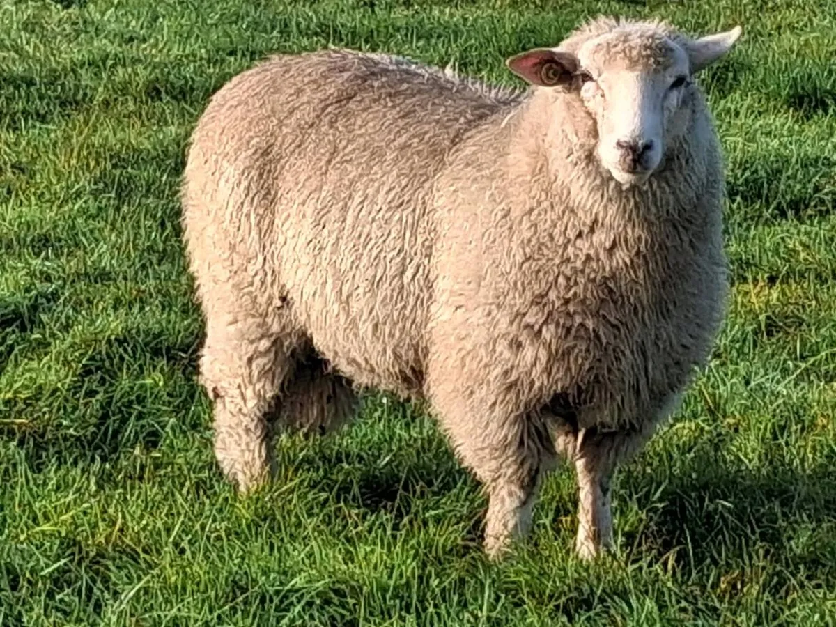 PBR 5⭐️ Galway Ram Lambs - Image 1