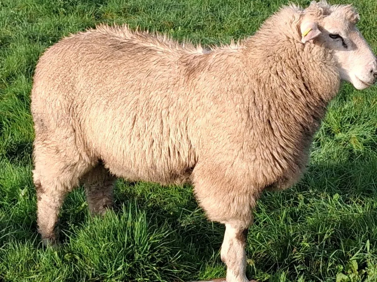 PBR 5⭐️ Galway Ram Lambs - Image 4
