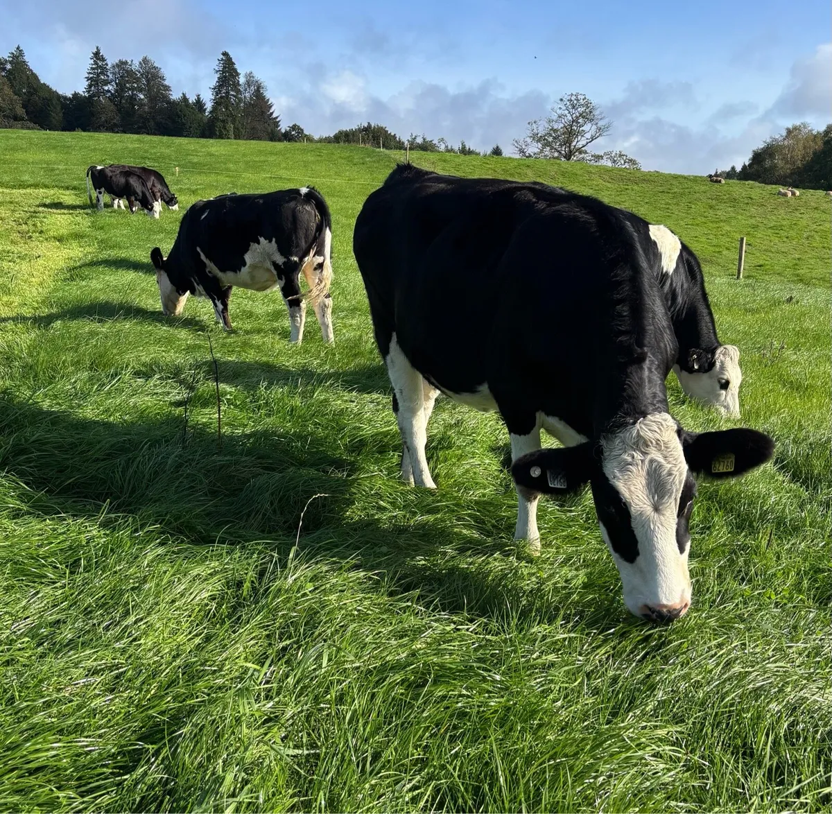 8 Incalf Fleckvieh Heifers - Image 1