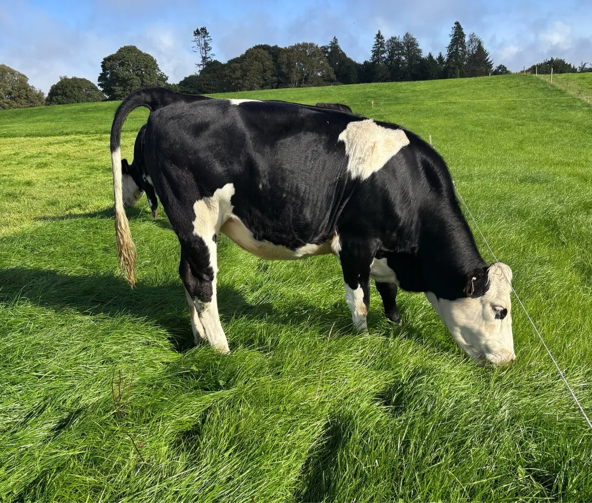 8 Incalf Fleckvieh Heifers - Image 2