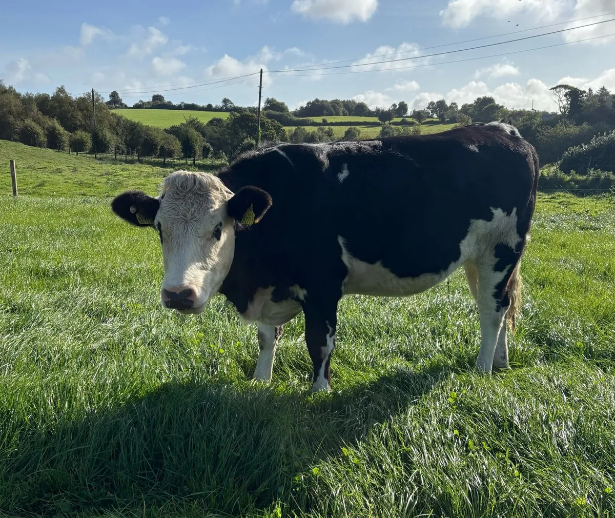 8 Incalf Fleckvieh Heifers - Image 3