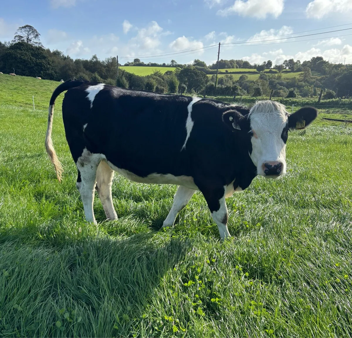 8 Incalf Fleckvieh Heifers - Image 4