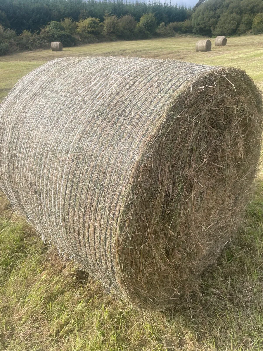 Haylage - Image 4