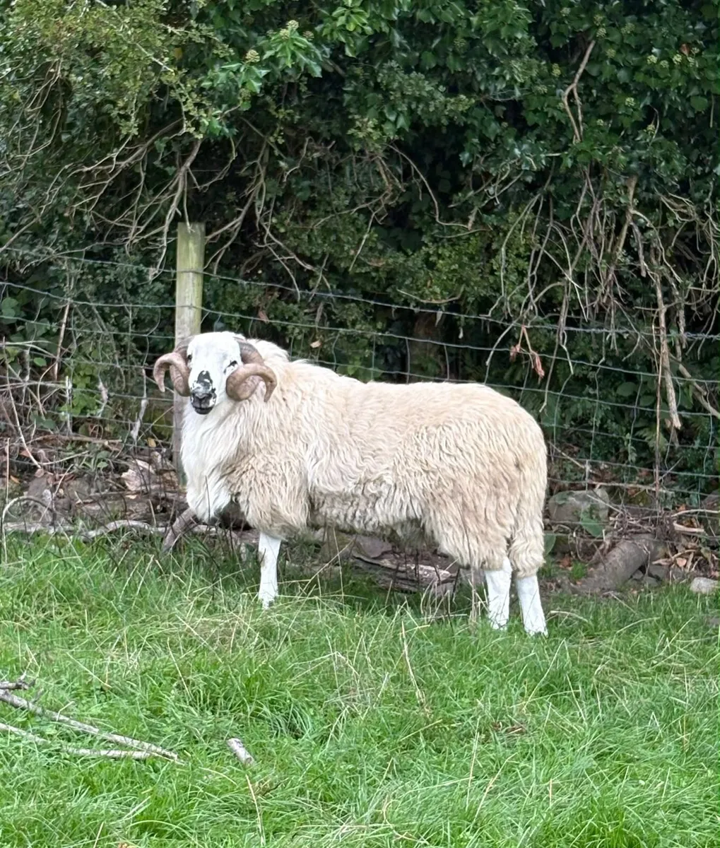Scotch Hogget Rams - Image 3