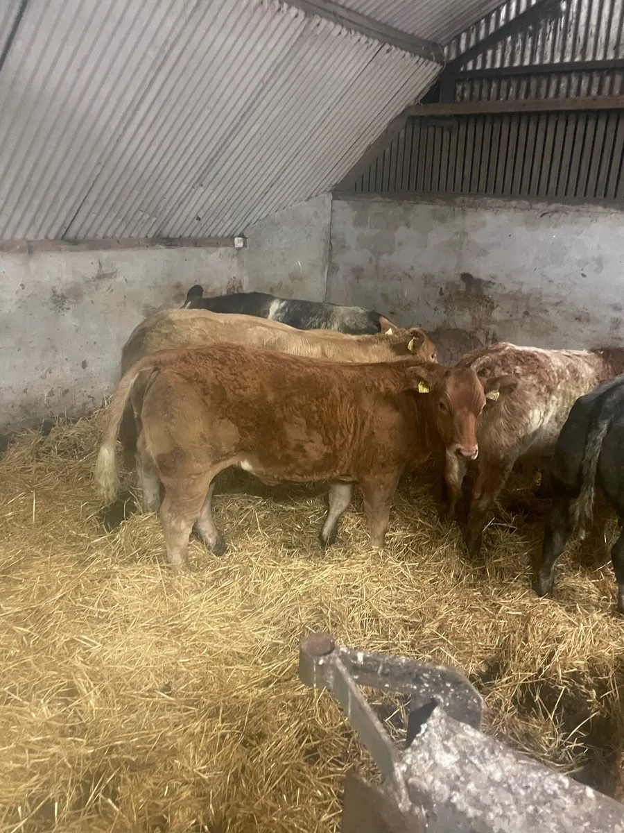 Heifer Weanlings Ballinrobe mart Friday 25th Sept - Image 3