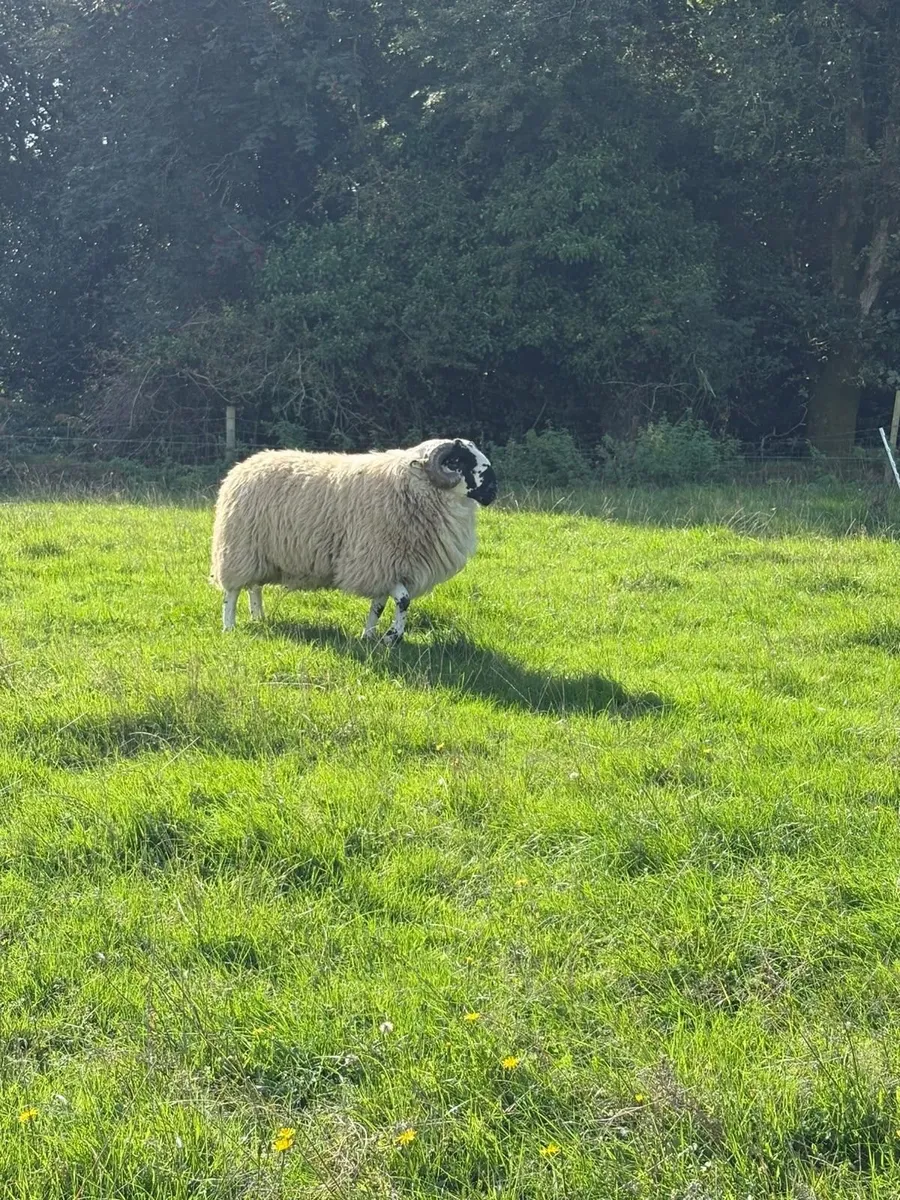 Scotch Hogget Rams - Image 4