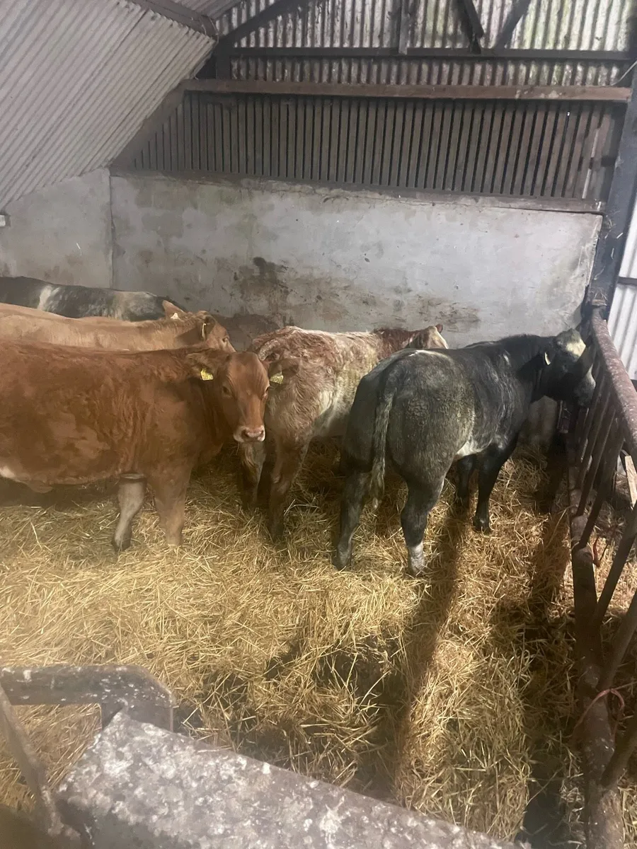 Heifer Weanlings Ballinrobe mart Friday 25th Sept - Image 4