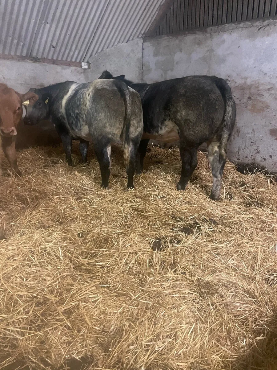 Heifer Weanlings Ballinrobe mart Friday 25th Sept - Image 1