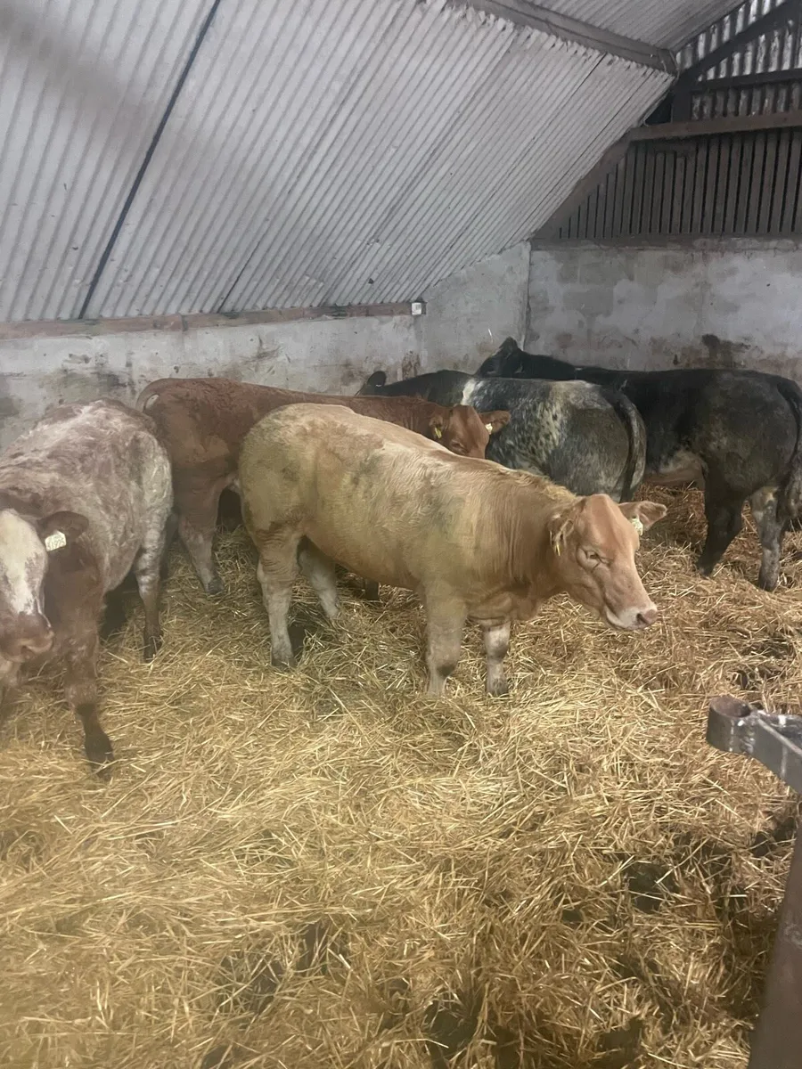 Heifer Weanlings Ballinrobe mart Friday 25th Sept - Image 2