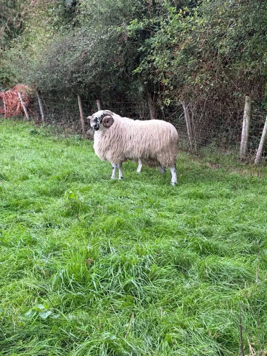 Scotch Hogget Rams - Image 2