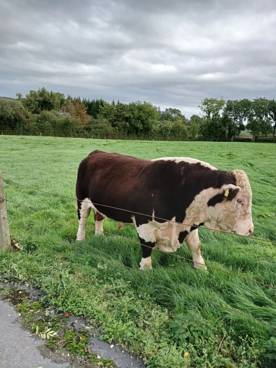 Hereford Bull - Image 1