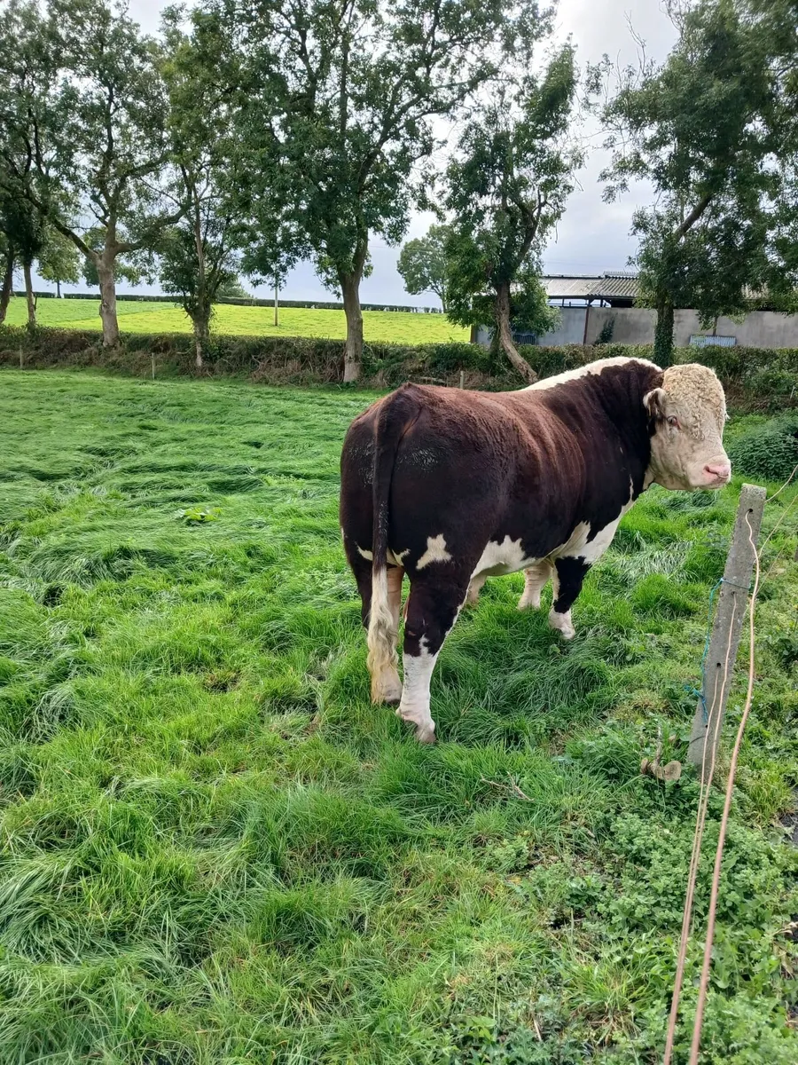 Hereford Bull - Image 2