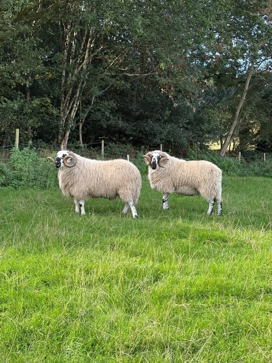 Scotch Hogget Rams - Image 1