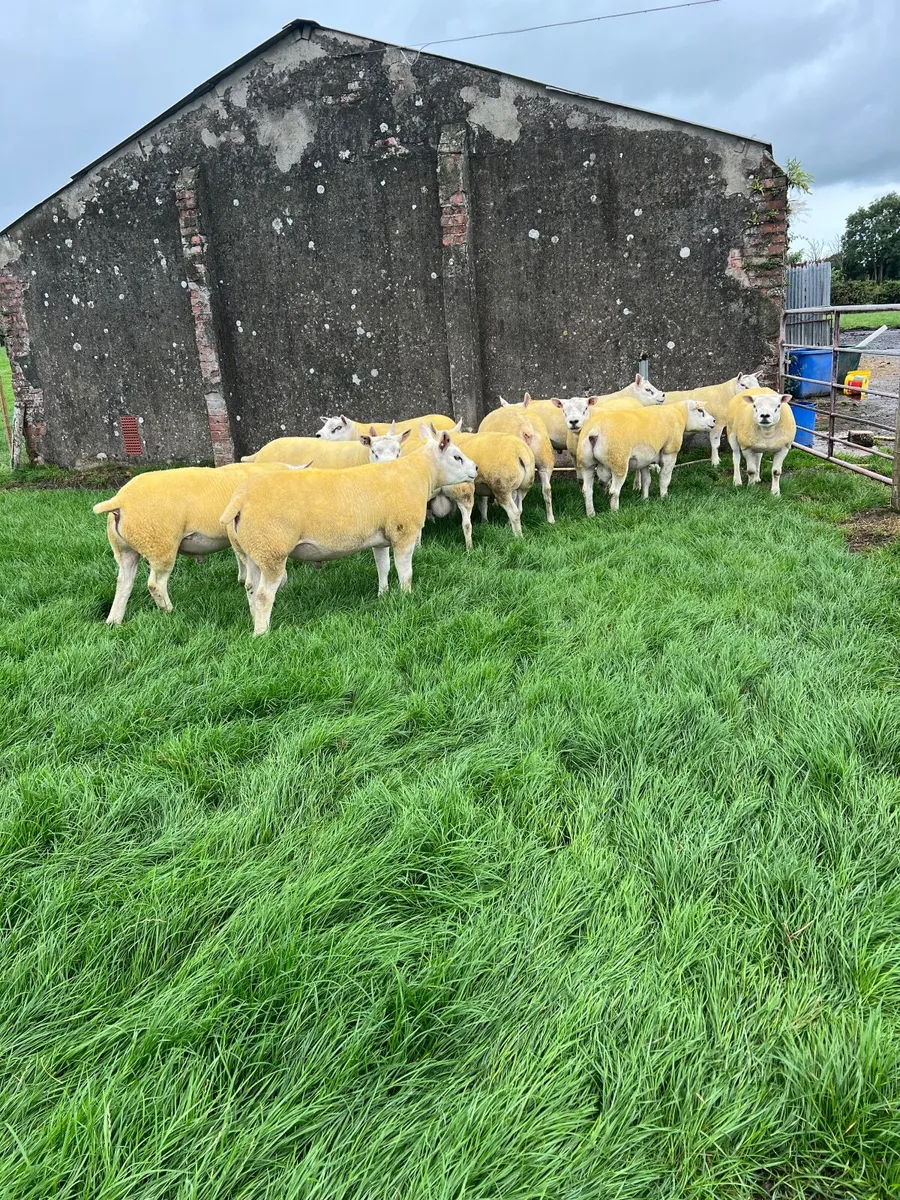 Shearing rams - Image 1