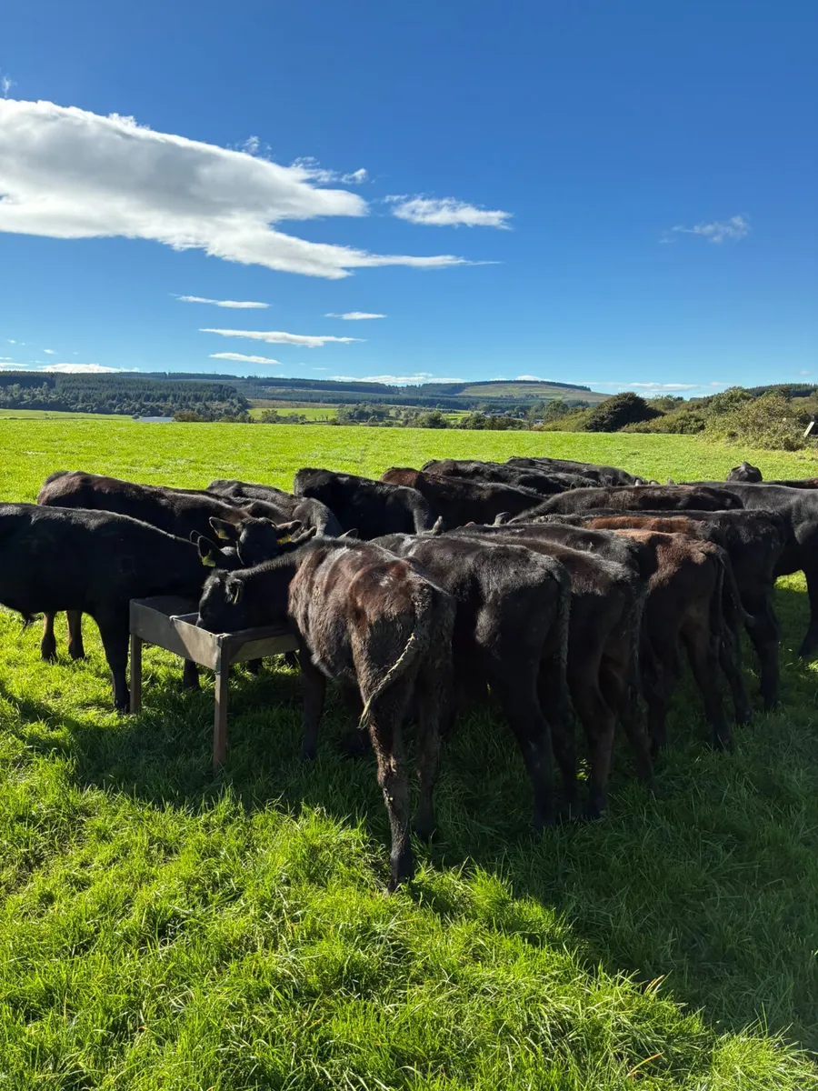 Angus bulls - Image 4