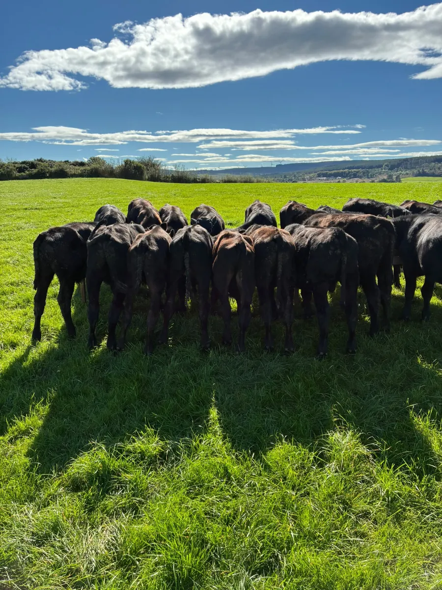 Angus bulls - Image 3