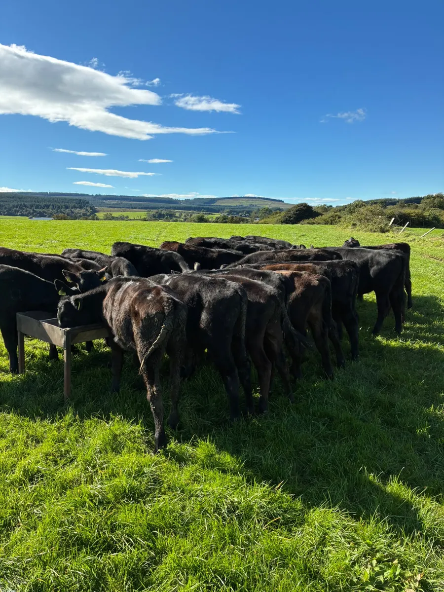 Angus bulls - Image 2