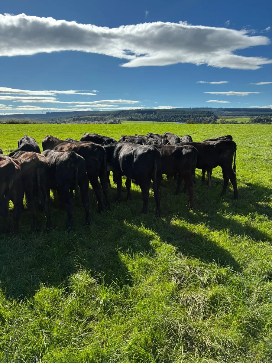 Angus bulls - Image 1