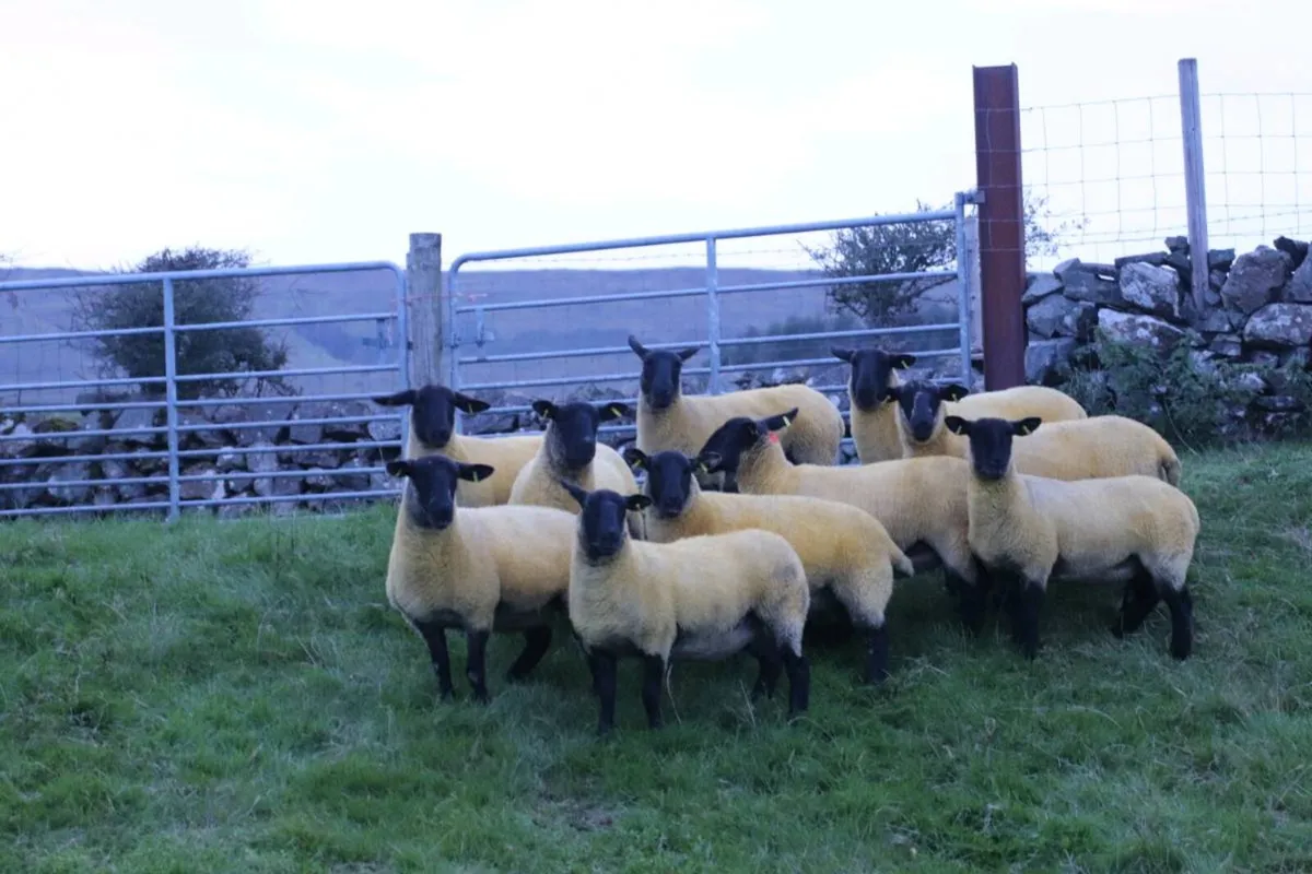 Suffolk Hoggets - Image 3