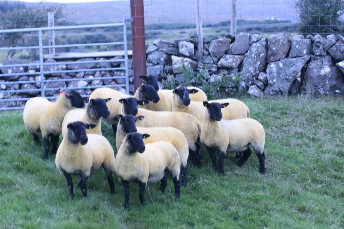 Suffolk Hoggets - Image 1
