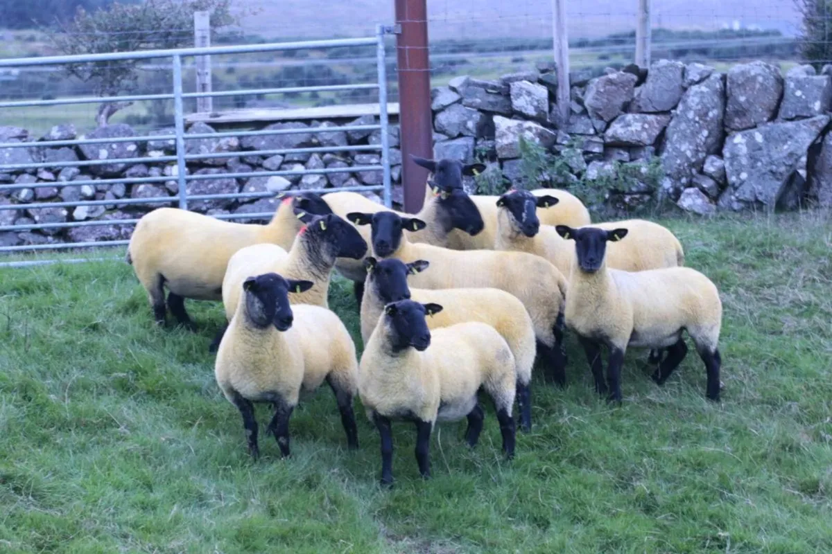 Suffolk Hoggets - Image 2