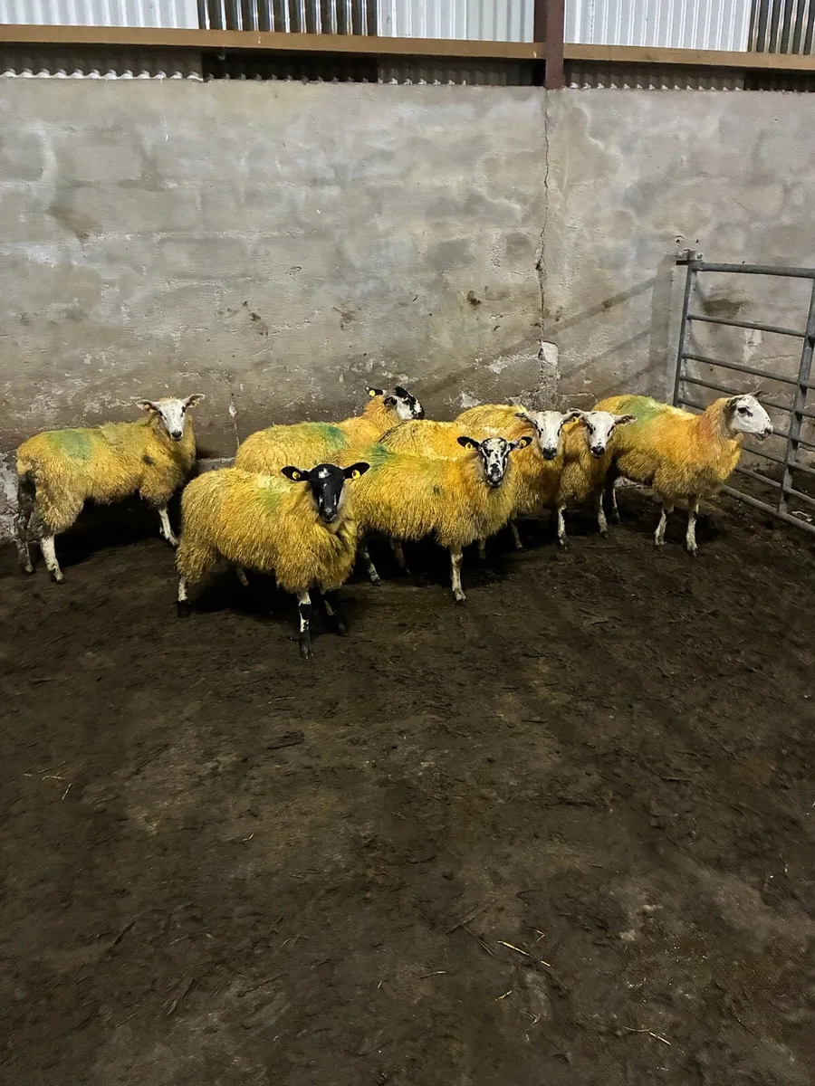 Organic mule ewe lambs - Image 1