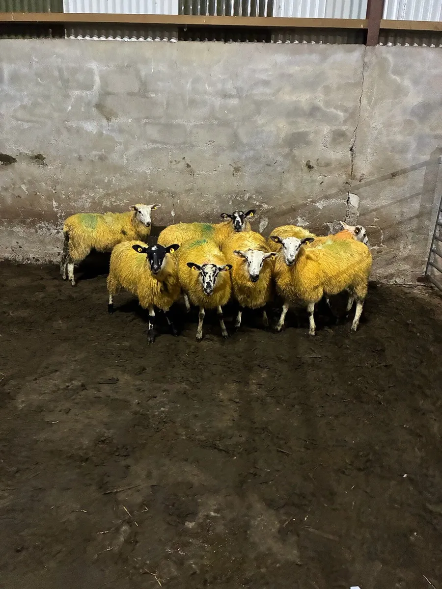 Organic mule ewe lambs - Image 2