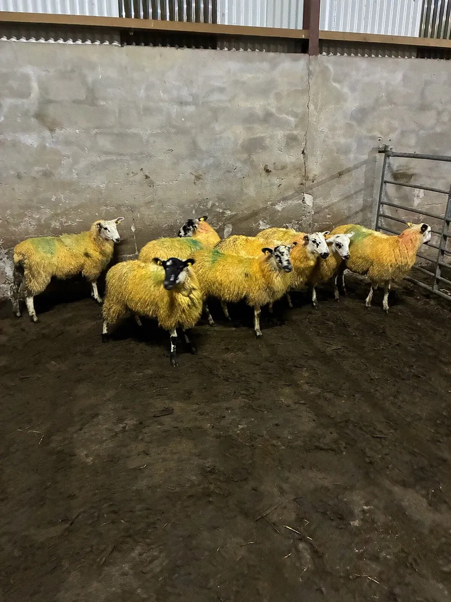 Organic mule ewe lambs - Image 3