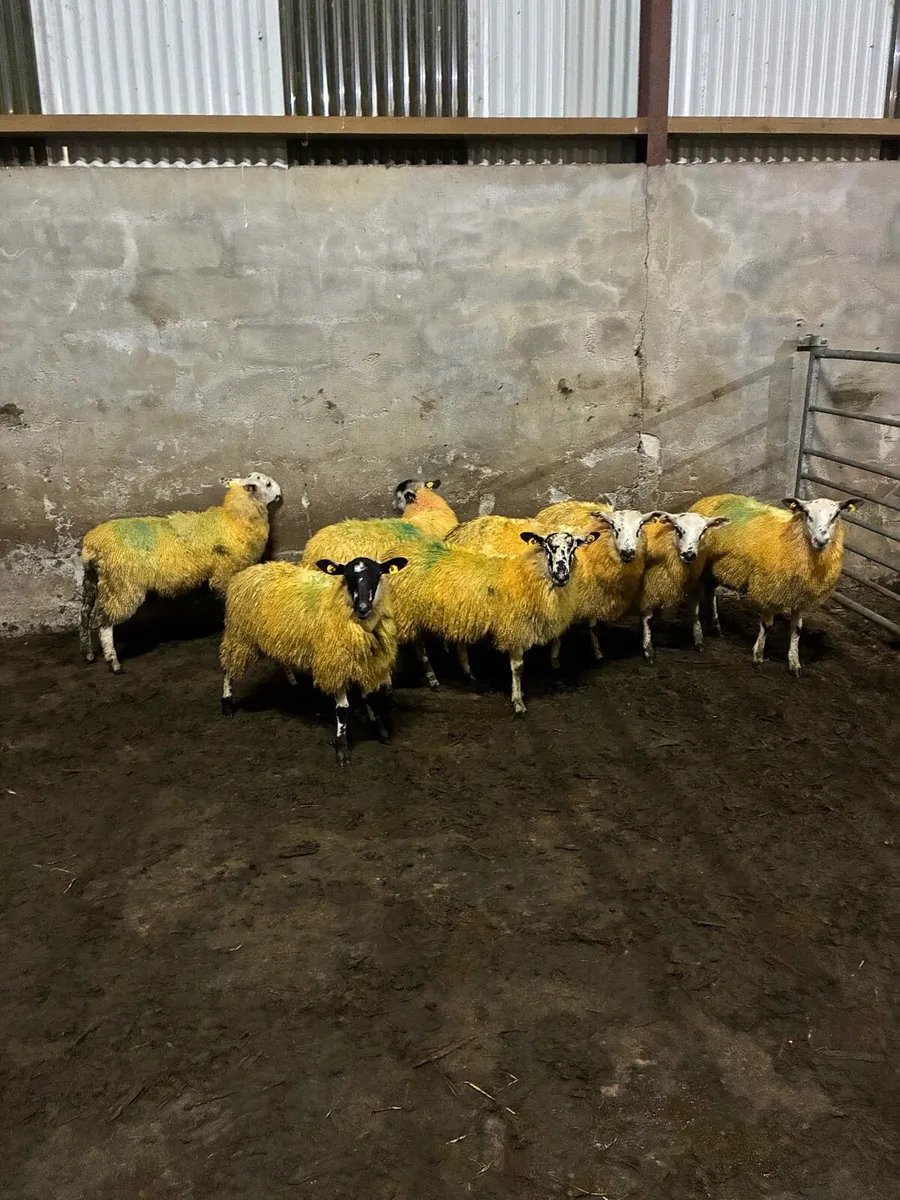 Organic mule ewe lambs - Image 4