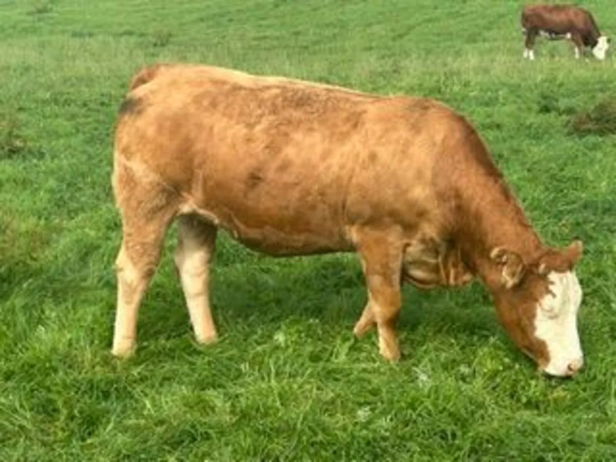 22 in calf Sim X Lim X heifers in Elphin Mart - Image 2